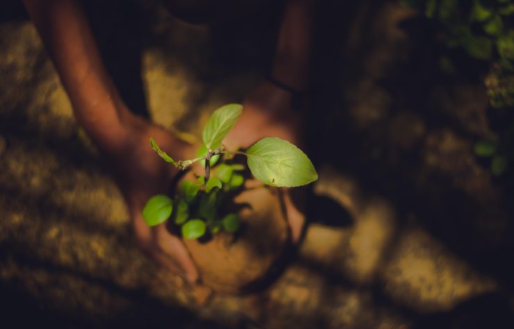 We Can't Plant Our Way Out – The Wire Science - Vimarsana News