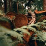 dan-smedley-k5uXZniydCg-unsplash