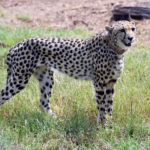 A cheetah is seen after Modi released it following its translocation from Namibia, in Kuno National Park