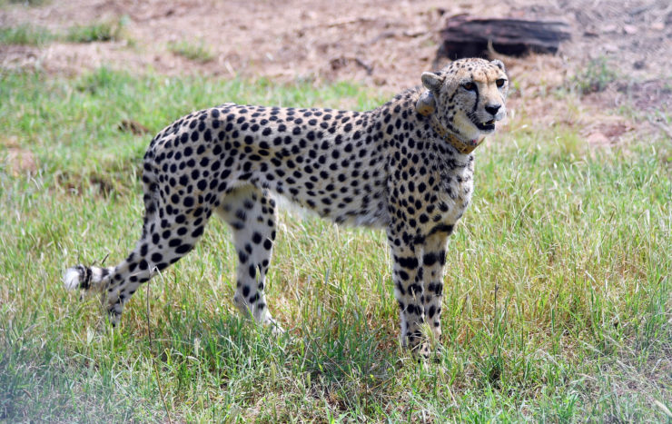 Has India's Reintroduction of Cheetahs Been a Success? – The Wire Science - Vimarsana News