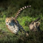 sammy-wong-lFMIQ6AiiW8-unsplash