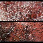 2560px-Aspergillus_on_tomato