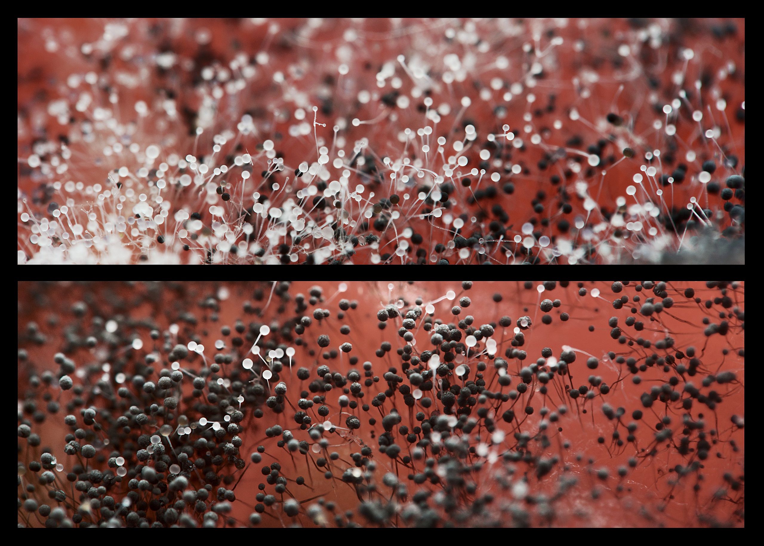 2560px-Aspergillus_on_tomato