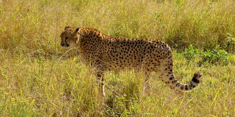 Kuno Cheetah Was Pregnant but Lost Embryos, Possibly Due to 'Stress' - Vimarsana News