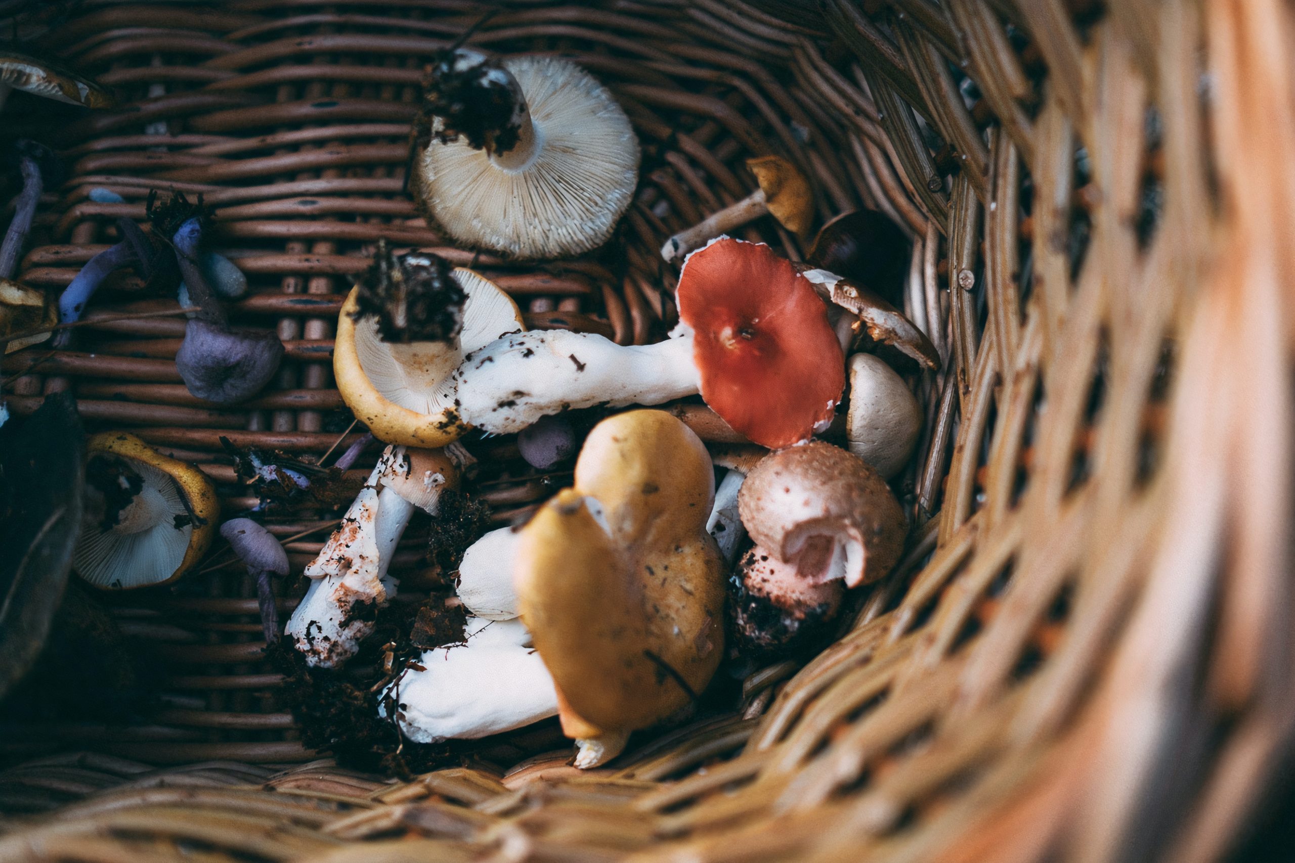 annie-spratt-p7h0wkbtAQ0-unsplash