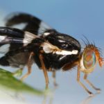 Rhagoletis_pomonella