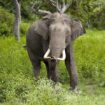 Elephas_maximus_(Bandipur)