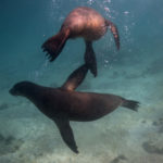 Sea lions swim near San Cristobal at Galapagos Marine Reserve