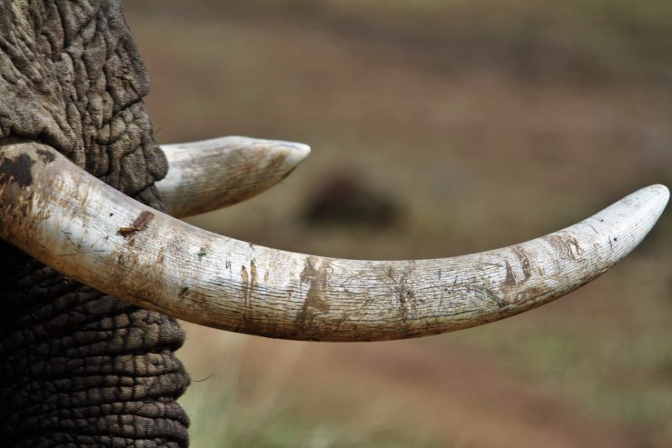 In a First, India Abstains on Proposal To Allow Commercial Ivory Trade – The Wire Science - Vimarsana News
