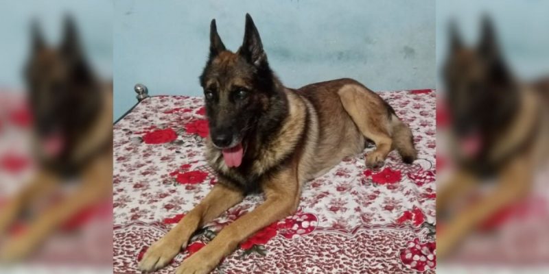 Guwahati: Zorba, India's First Dog Deployed to Take Down Poachers, Dies at 12 - Vimarsana News