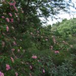 Lantana_camara_at_Cauvery_Wildlife_Sanctuary_(2)