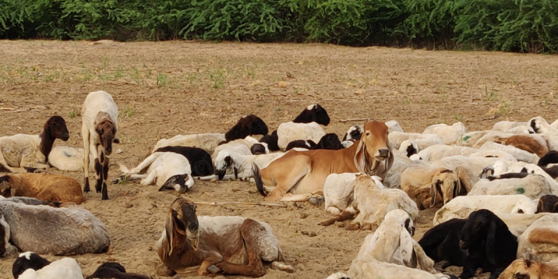 Gujarat: Why a Community of Traditional Cow Herders Has Vowed to Vote Against BJP - Vimarsana News