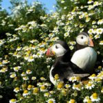 FILE PHOTO: Atlantic Puffins are seen among the daisies on Skomer Island