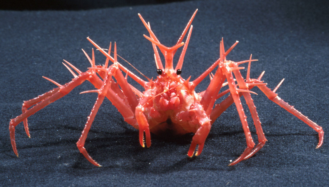 Crabs Have Evolved Five Times. But Why Do They Keep Appearing in the