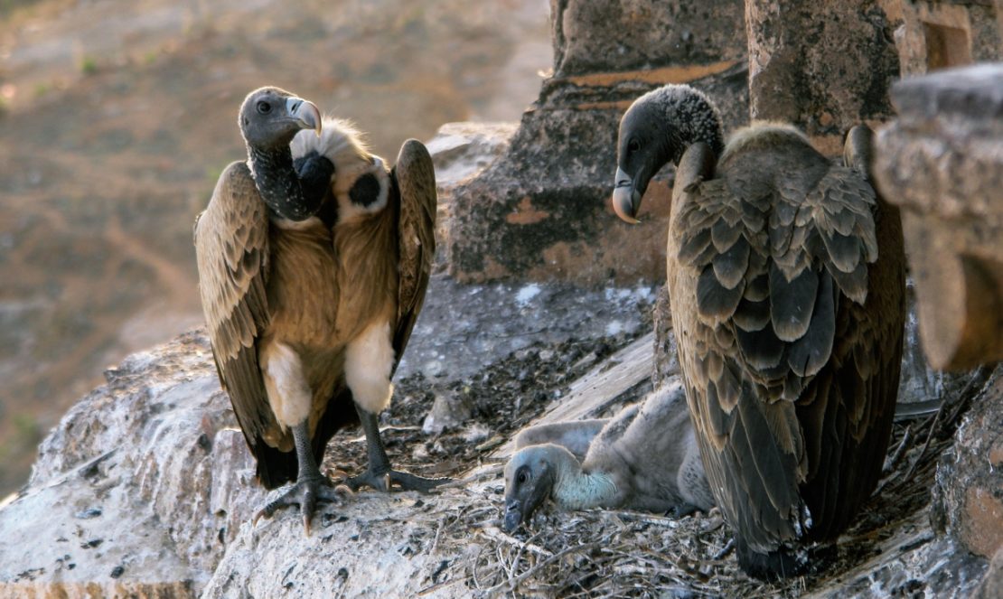 CDSCO Passes Buck to Animal Husbandry Dept on Banning Drugs Toxic to