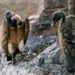 Vultures_in_the_nest,_Orchha,_MP,_India_edit
