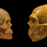 Sapiens_neanderthal_comparison_en_blackbackground
