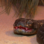 1024px-Chappell_Island_tiger_snake