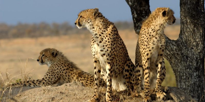 Second Cheetah Dies in Kuno National Park in Less than One Month - Vimarsana News