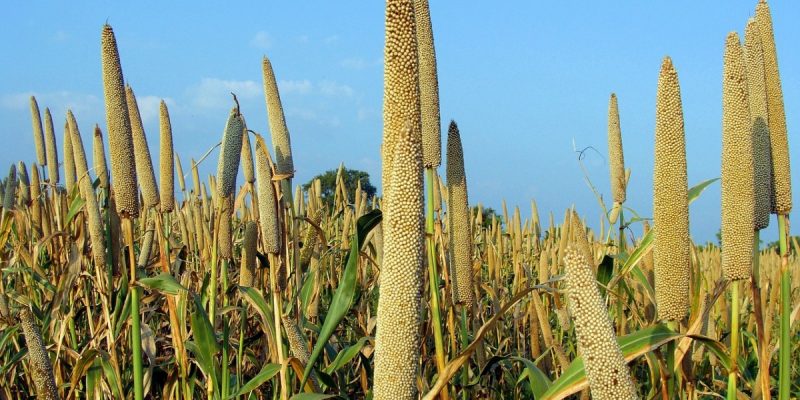 Fad to Global Super Food: What India Needs To Do To Promote Millets - Vimarsana News
