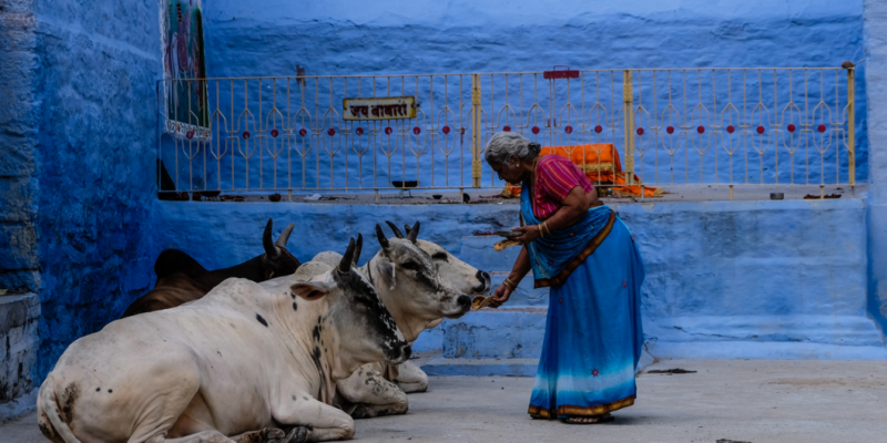Why Karnataka's Prevention Of Cow Slaughter Act Needs a Judicial Review - Vimarsana News