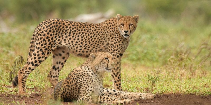 Three More Cheetahs, All from South Africa, Released Into Kuno - Vimarsana News