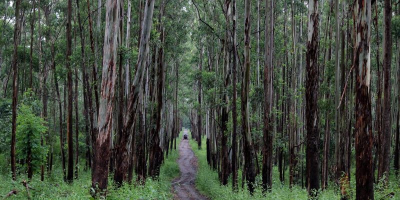 Two Decades After Muthanga, Kerala's Adivasis Continue to Struggle for Constitutional Rights - Vimarsana News
