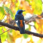 Blue-capped Rock Thrush by Jageshwar Verma