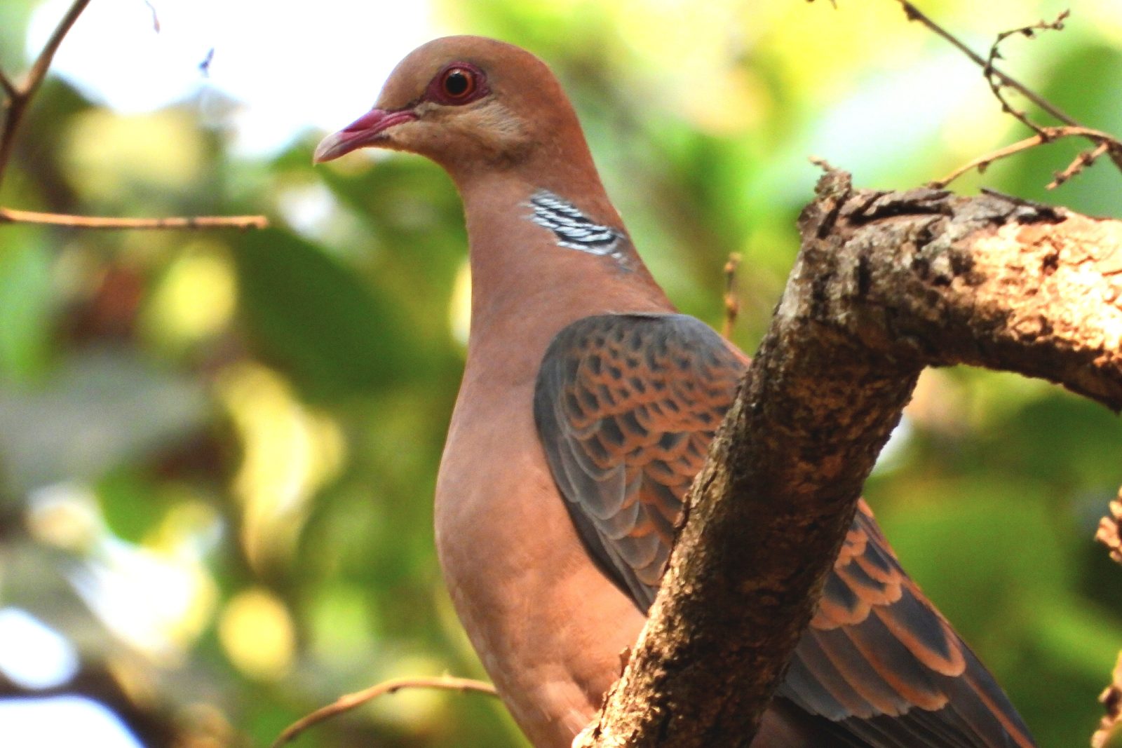 India’s Citizen Scientists Rake in Bird Sightings, Second Only to US ...