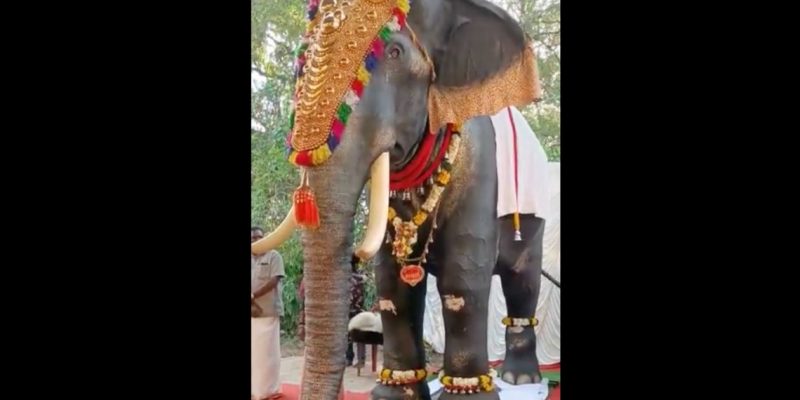 From Kerala to Tamil Nadu, a Good Week for Elephants - Vimarsana News
