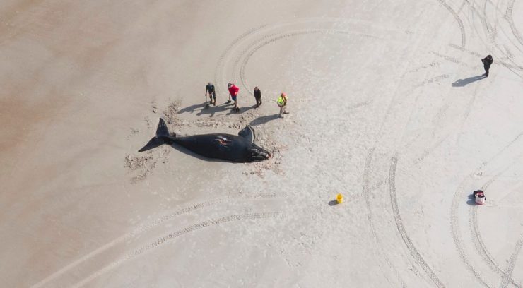 US: Why Some Anti-Renewable Groups Have Developed Sudden Interest in Whales – The Wire Science - Vimarsana News