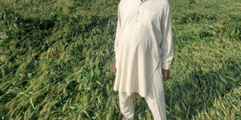 Is Wheat in Trouble Again? - Vimarsana News