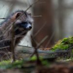 Marderhund_im_Nationalpark_Vorpommersche_Boddenlandschaft