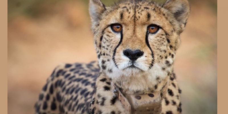 National Tiger Conservation Authority Constitutes Cheetah Project Steering Committee - Vimarsana News