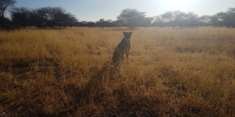 Female Cheetah from Namibia Dies in MP's Kuno National Park - Vimarsana News