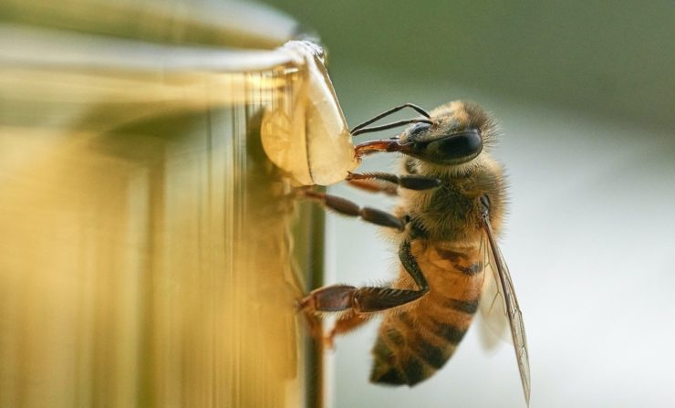 Unique Study of Urban Beehives Reveals the Secrets of Several Cities – The Wire Science - Vimarsana News