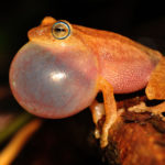 Raorchestes_luteolus_vocalizing