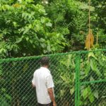 Miyawaki_forest_-_9_months_after_planting