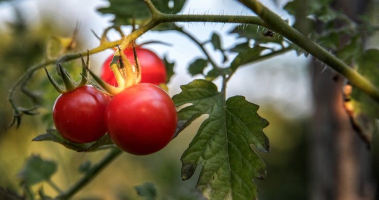 The Unexplored World of Plant Sounds – The Wire Science - Vimarsana News