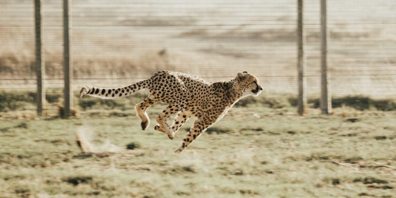 Kuno's Cheetahs Will Wander More, Experts Predict - Vimarsana News