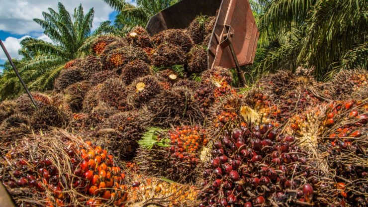 Climate Change Could Derail India's Plans To Grow Oil Palm Domestically – The Wire Science - Vimarsana News