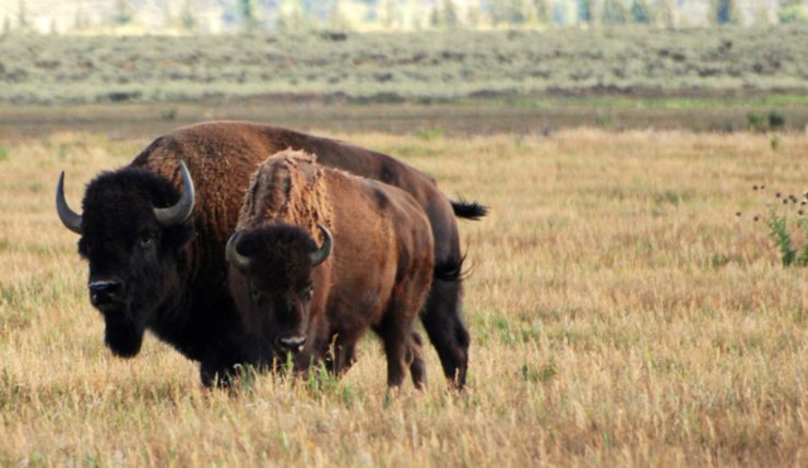 In Protecting Land for Wildlife, Size Matters – The Wire Science - Vimarsana News