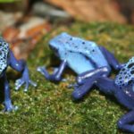 Poison_Dart_Frog_(Dendrobates_azureus)_2