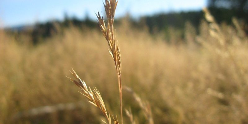 Union Government's Wheat Procurement Falls Short of Target - Vimarsana News