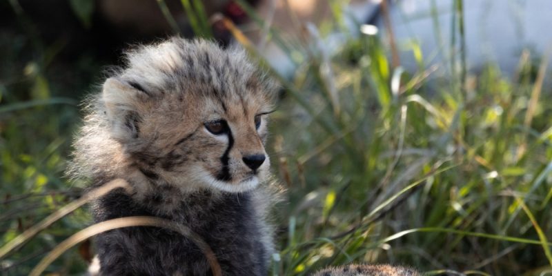 Cheetah Cub Dies in Kuno - Vimarsana News
