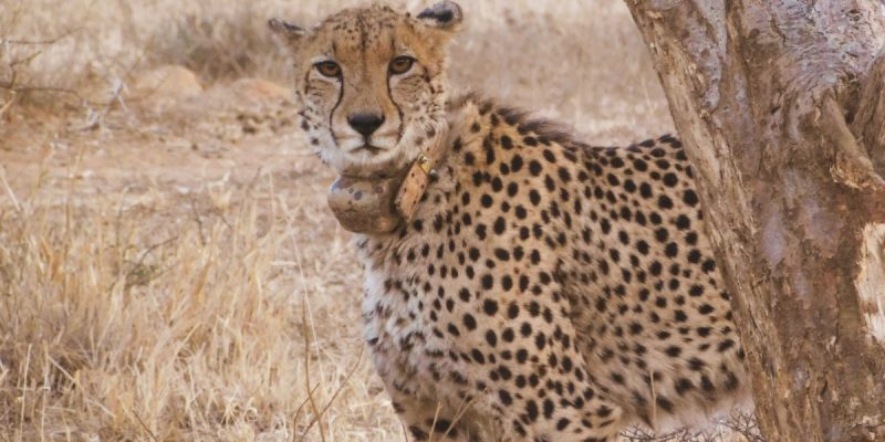 'Are We Sinking African Cheetahs in India,' Ask South African Scientists - Vimarsana News