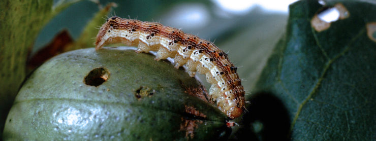 The Ever-Tenuous Success of Plants Engineered To Kill Insect Foes – The Wire Science - Vimarsana News