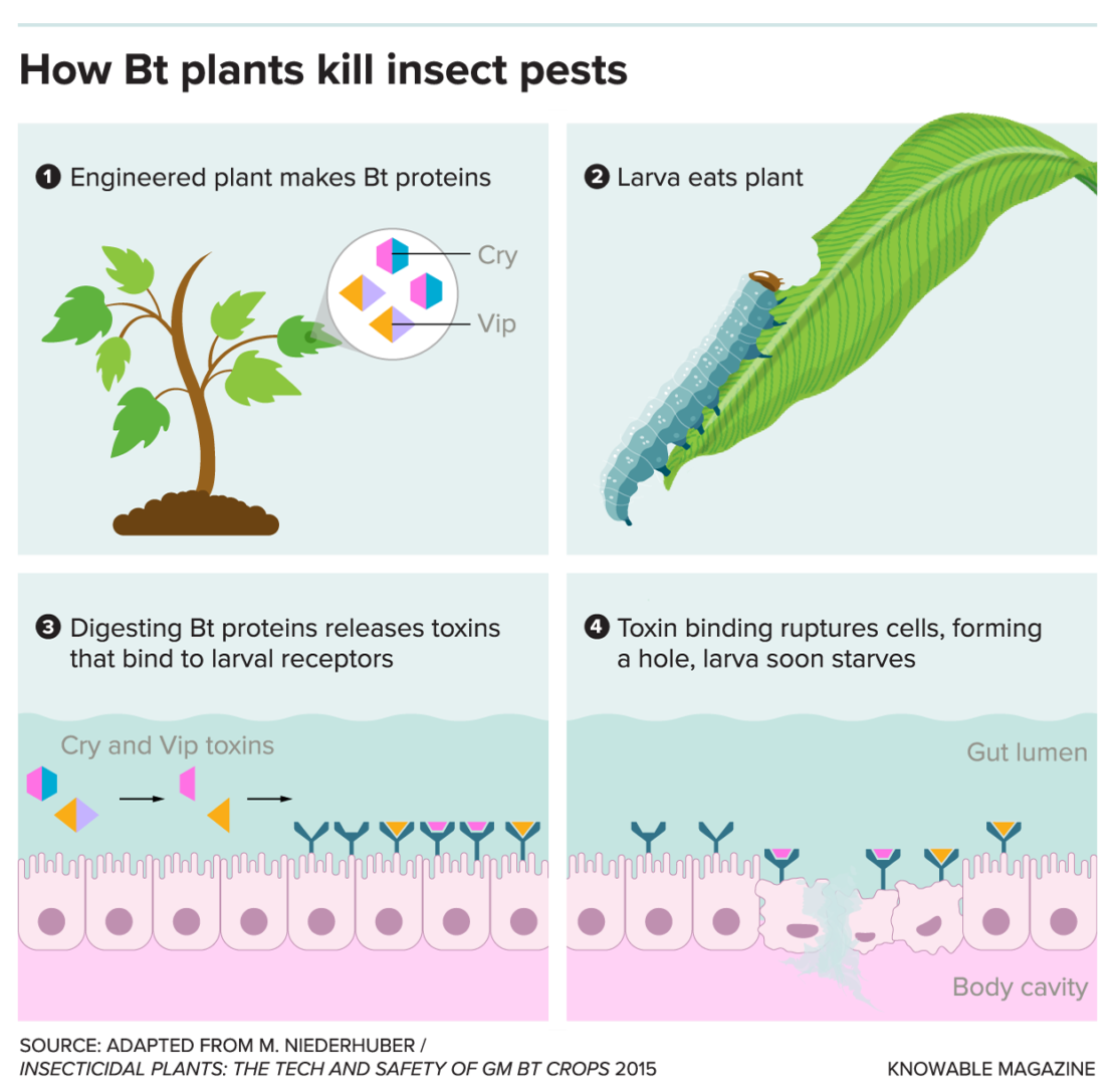 The EverTenuous Success of Plants Engineered To Kill Insect Foes The