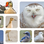 state-of-worlds-birds-1600x600