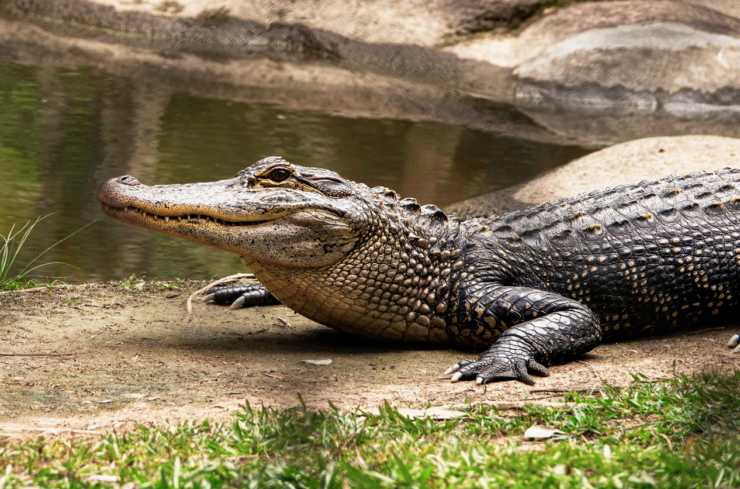 Crocodile's 'Virgin Birth' Is a First for Science's History Books – The Wire Science - Vimarsana News